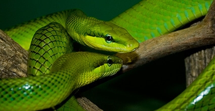 Haftpflicht für exotische Tiere