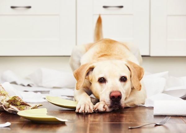 GVO Versicherung Bild zum Beitrag: Tierhalterhaftpflicht-Schaden Hund